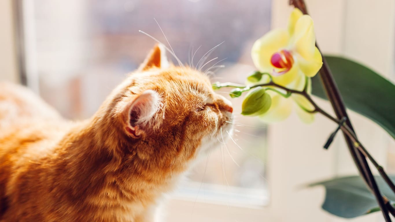 Katzen sind sehr neugierig und sollten Orchideen am besten nur aus der Ferne betrachten dürfen.