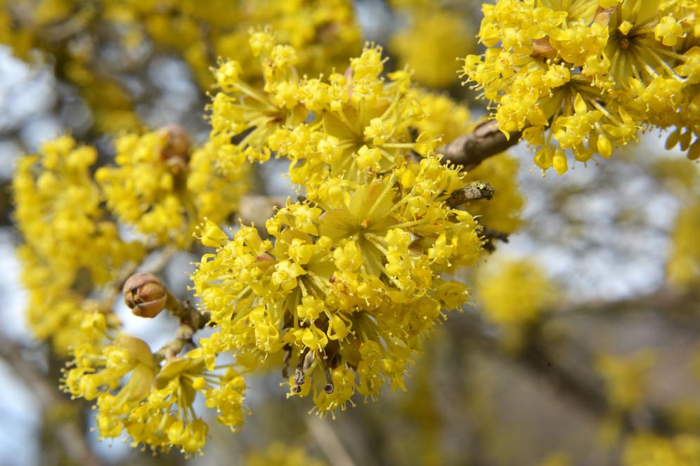 ﻿Ihre goldgelben Blüten entfaltet die Kornellkirsche am besten an einem sonnigen Standort.