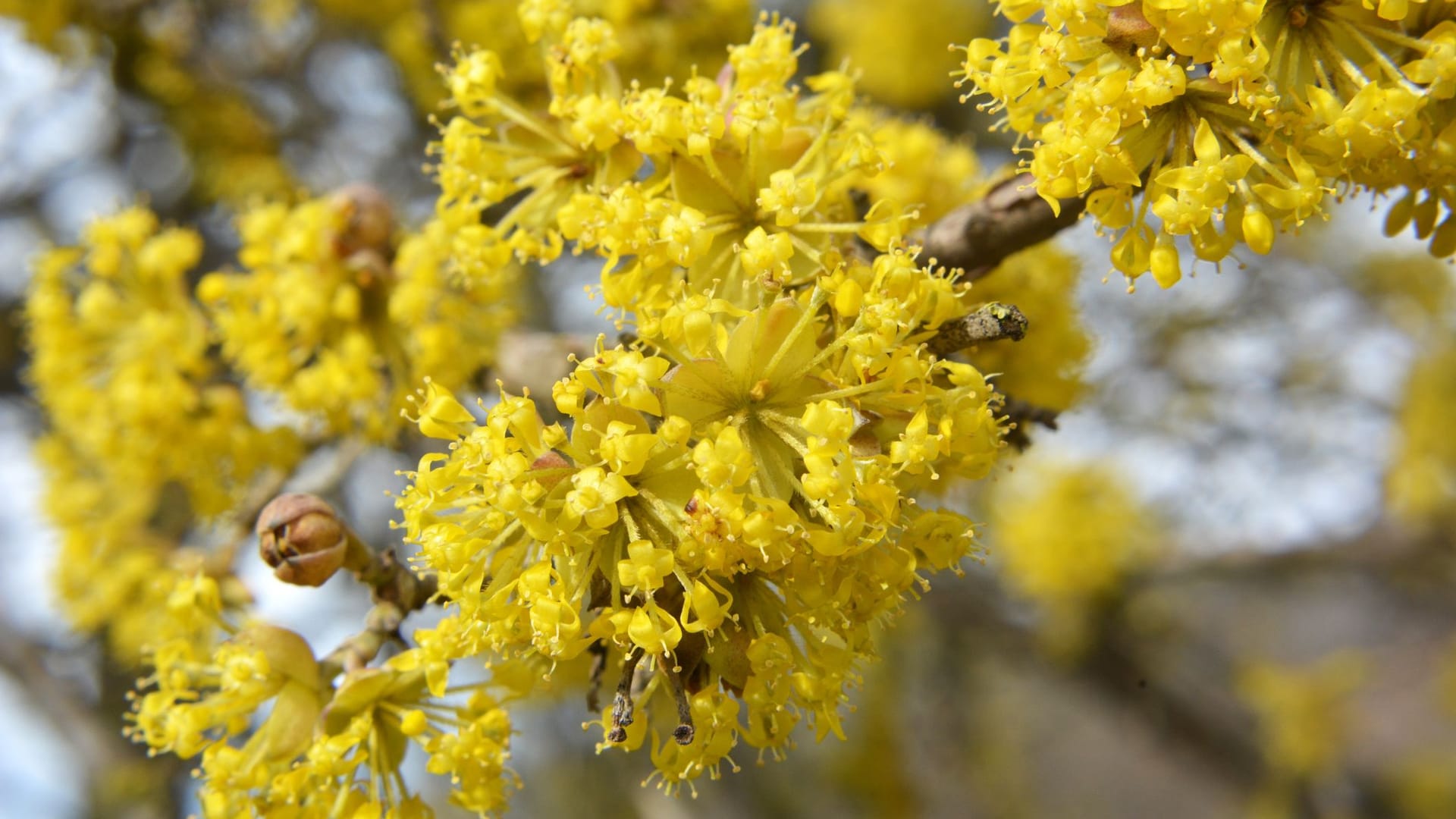 Ihre goldgelben Blüten entfaltet die Kornellkirsche am besten an einem sonnigen Standort.