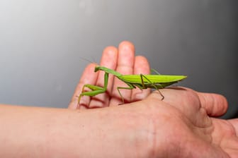 Gottesanbeterinnen sind zwar nicht giftig. Trotzdem sollten Sie mit dem Tier vorsichtig umgehen.