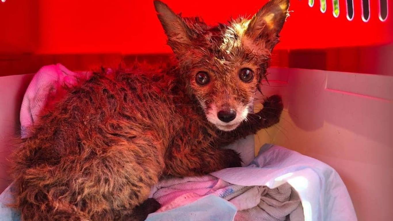 Dieser kleine Fuchs hatte sich in die Kanalisation verirrt.