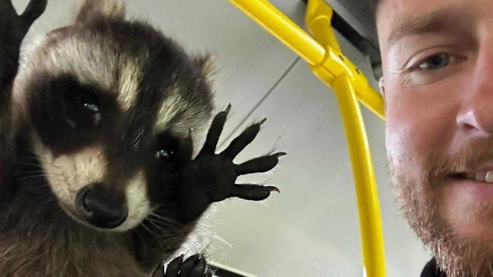 Hände hoch: Der Waschbär bei seiner Festnahme im BVG-Bus.