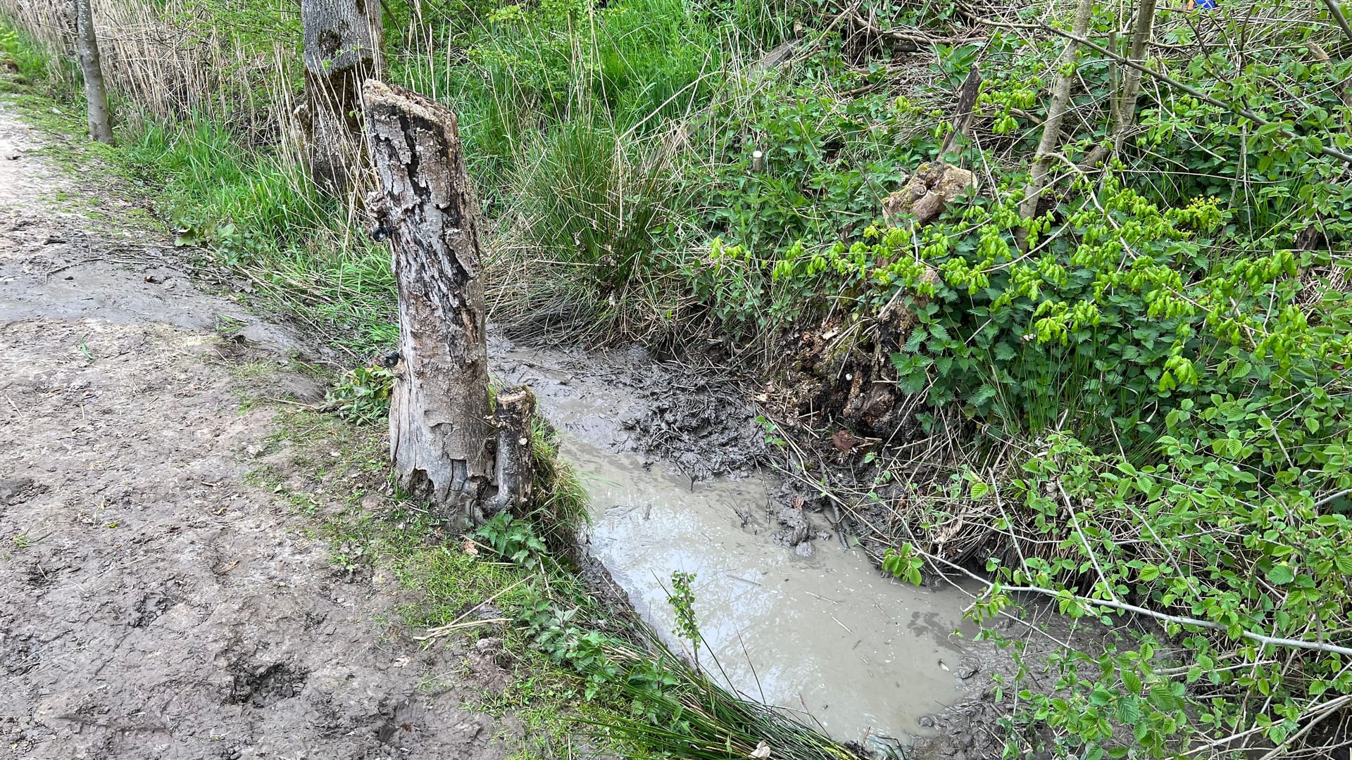 In diesen Graben fiel das Pferd und kam nicht mehr aus eigener Kraft heraus.