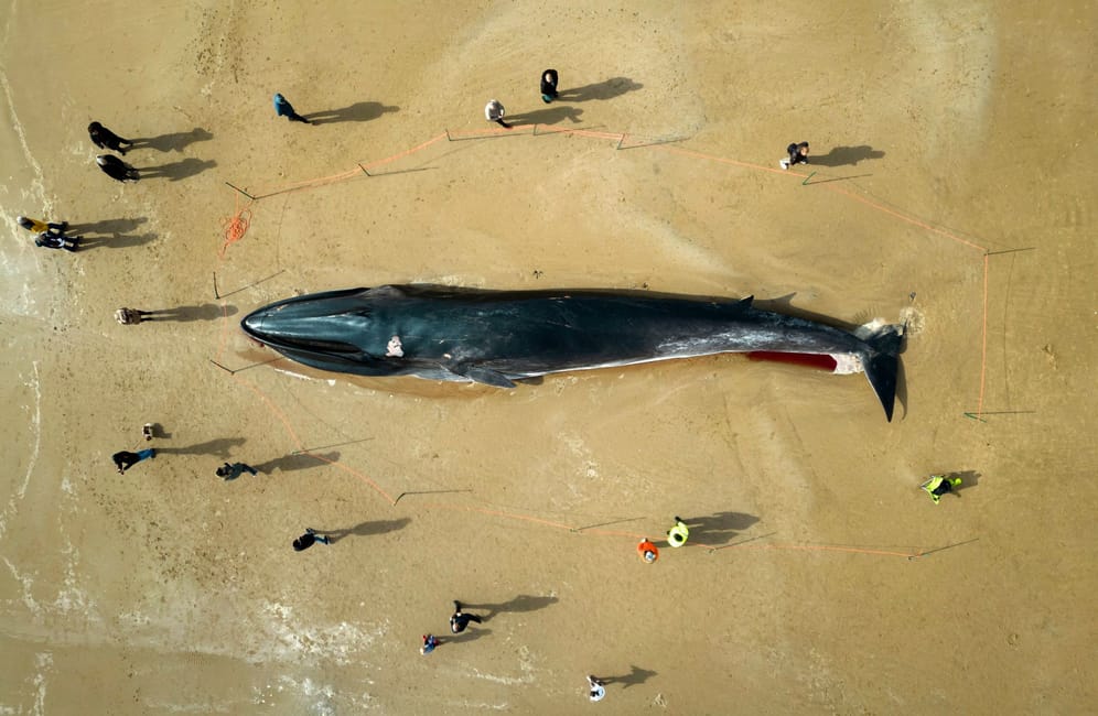 Der Kadaver eines 17 Meter langen Finnwals: Die Strandbesucher machen Selfies mit dem toten Tier.
