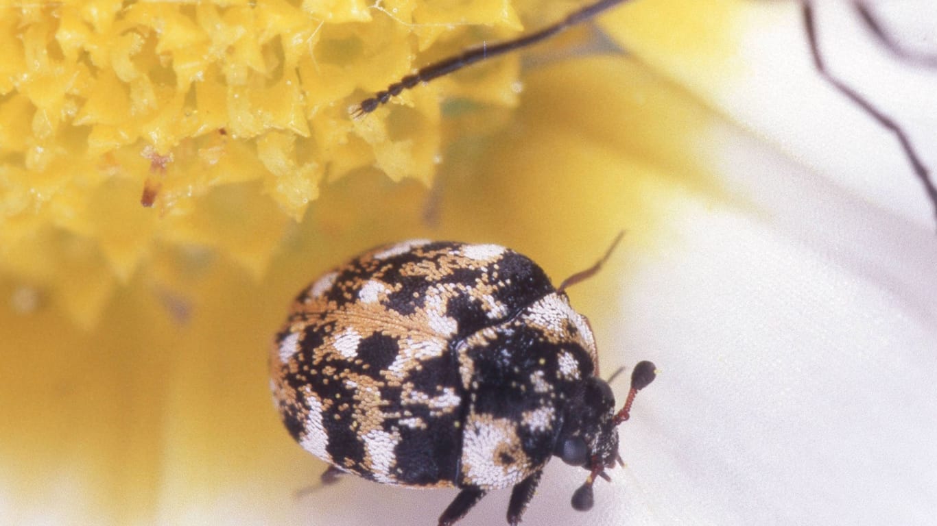 Teppichkaefer, Kabinettkaefer (Anthrenus scrophulariae): Die Käfer sind verschieden gemustert.