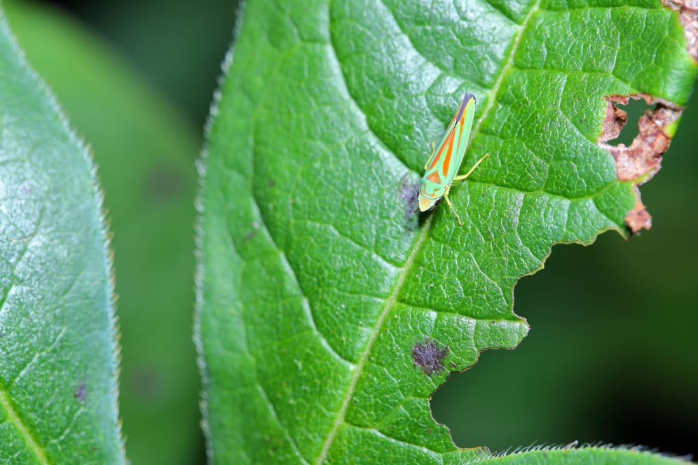 Die Zikade ist einer der Schädlinge, die Rhododendren häufig befallen.