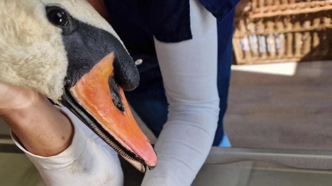 Der frisch operierte Schwan: Ein Angelhaken hatte sich in seiner Kehle verfestigt.