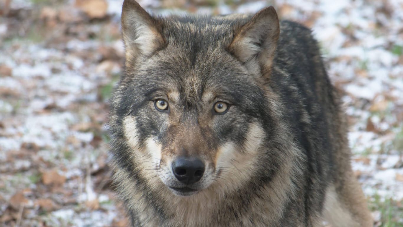 Ein europäischer Grauwolf schaut direkt in die Kamera (Symbolbild): In Bayern dürfen die Tiere inzwischen leichter getötet werden.