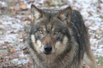 Ein europäischer Grauwolf schaut direkt in die Kamera (Symbolbild): In Bayern dürfen die Tiere inzwischen leichter getötet werden.