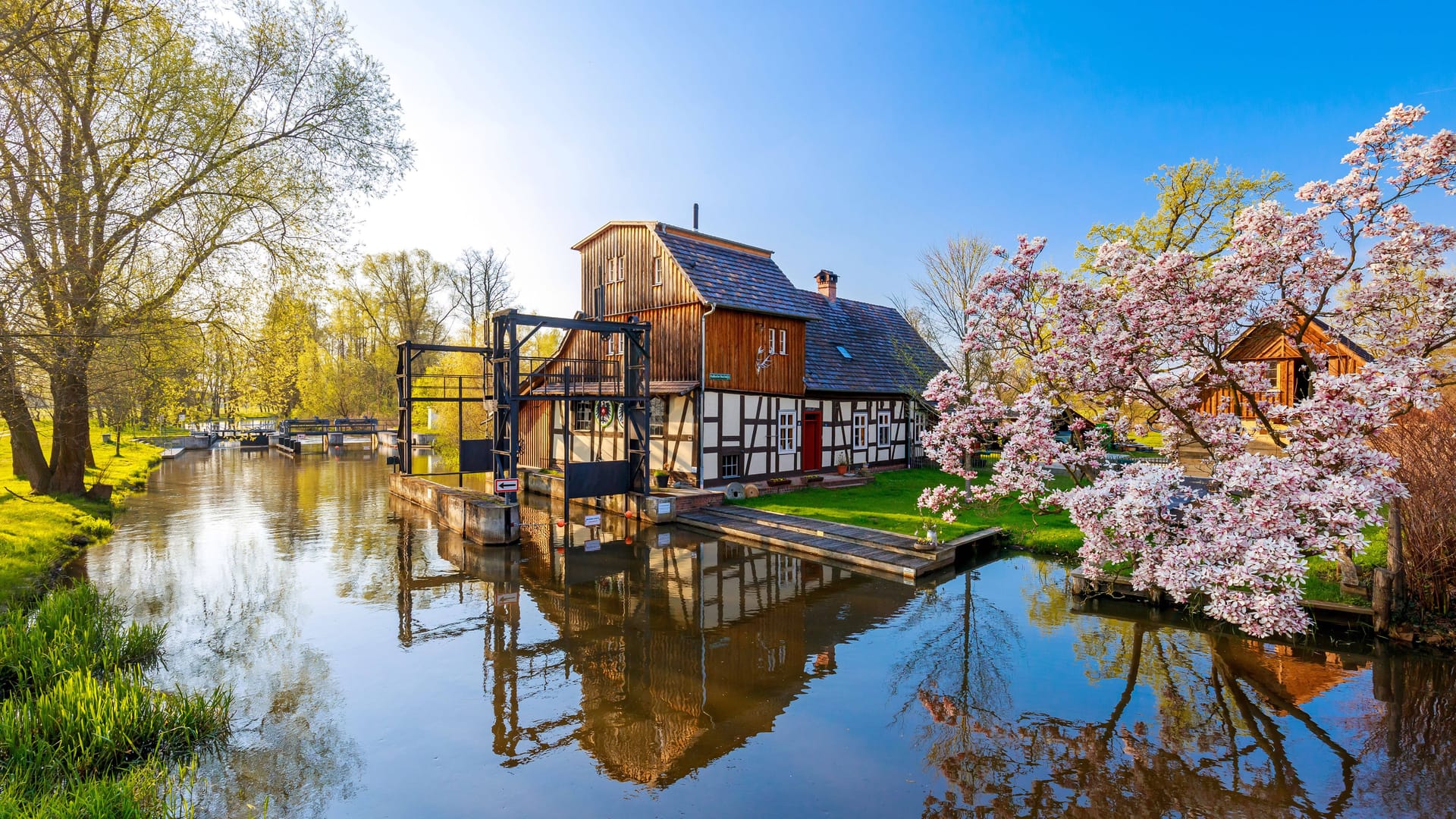 Eine Magnolie blüht im Spreewald (Archivbild): Die Region schneidet im Ranking nicht sonderlich gut ab.