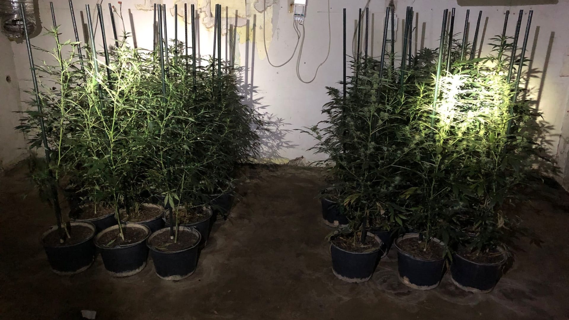 Die Plantage: In einem Anbau fand die Polizei die Marihuana-Pflanzen.