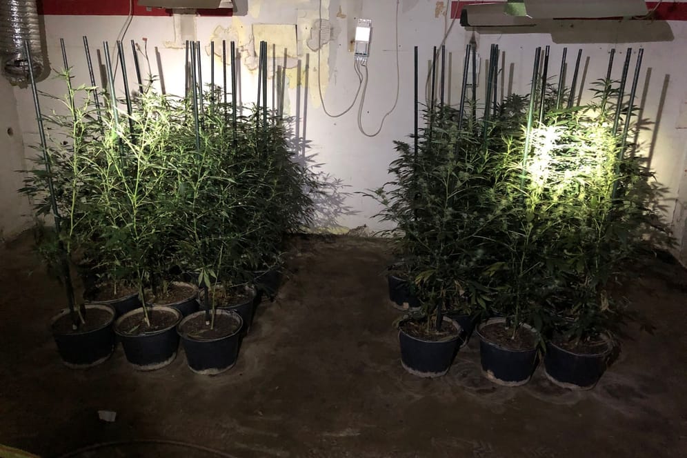 Die Plantage: In einem Anbau fand die Polizei die Marihuana-Pflanzen.