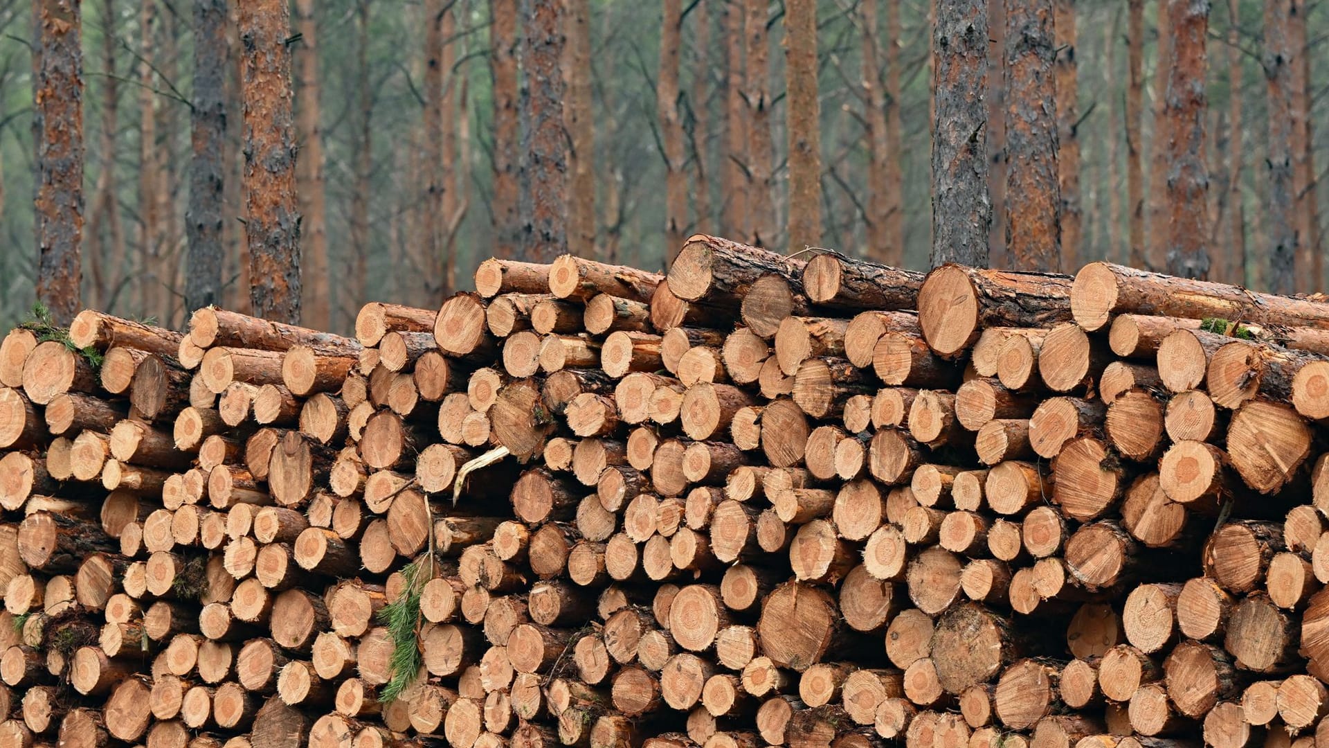 Kieferstämme sind in einem Wald gestapelt (Symbolbild): "Mit den schwerwiegendsten Folgen dieser jahrzehntelangen Übernutzung müssen vor allem die jungen und nachfolgenden Generationen sowie arme Menschen fertig werden."