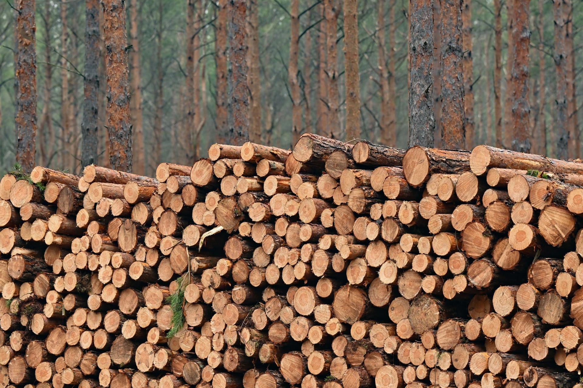 Kieferstämme sind in einem Wald gestapelt (Symbolbild): "Mit den schwerwiegendsten Folgen dieser jahrzehntelangen Übernutzung müssen vor allem die jungen und nachfolgenden Generationen sowie arme Menschen fertig werden."