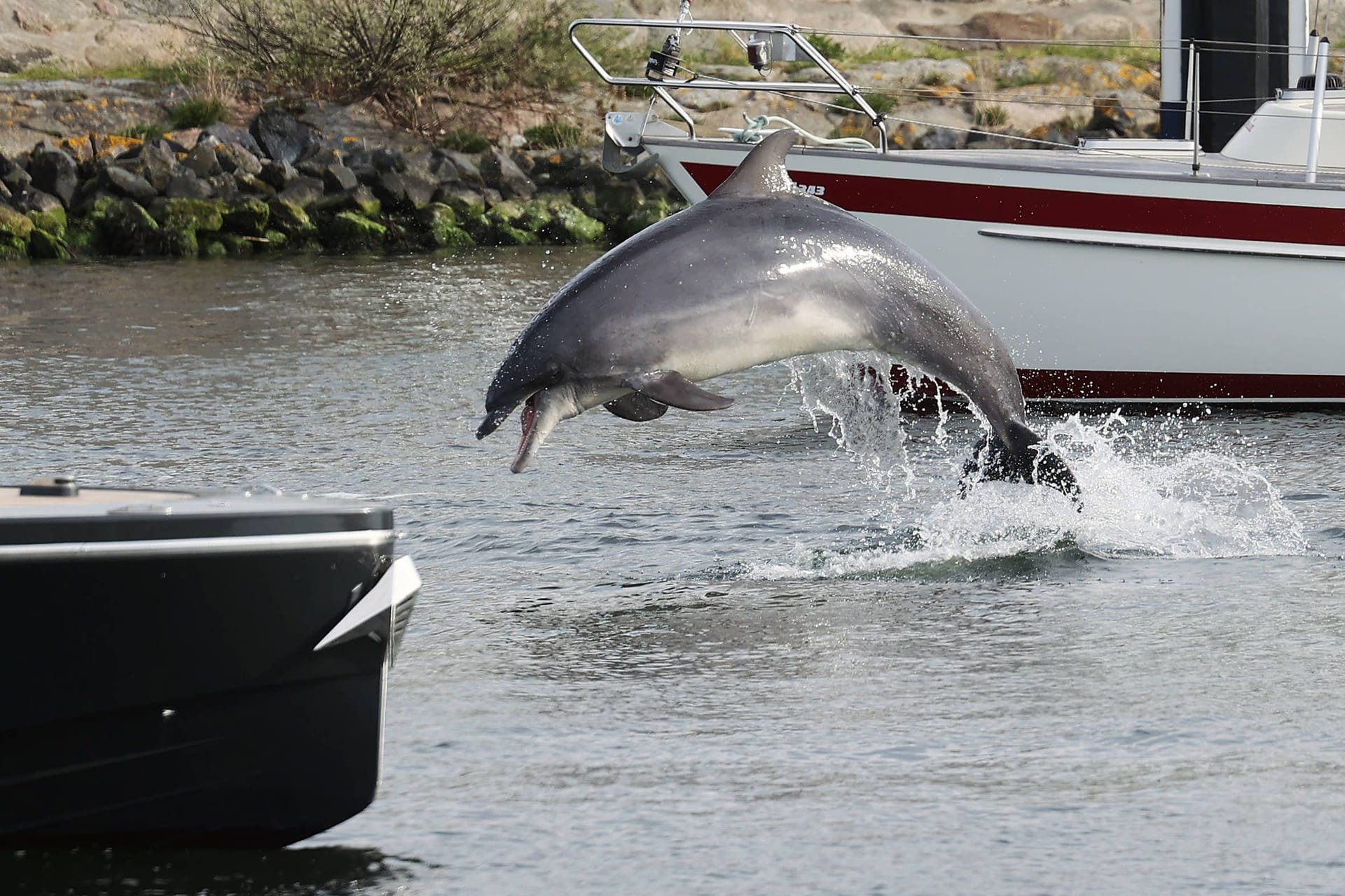 Delfin Delle: Das Säugetier begeistert die Menschen in Travemünde.