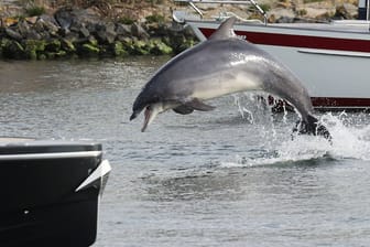Delfin Delle: Das Säugetier begeistert die Menschen in Travemünde.
