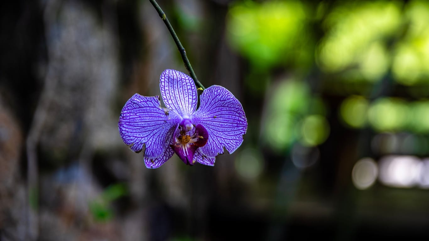 Blaue Orchidee: Die lilafarbene Phalaenopsis modesta wächst in der Natur.
