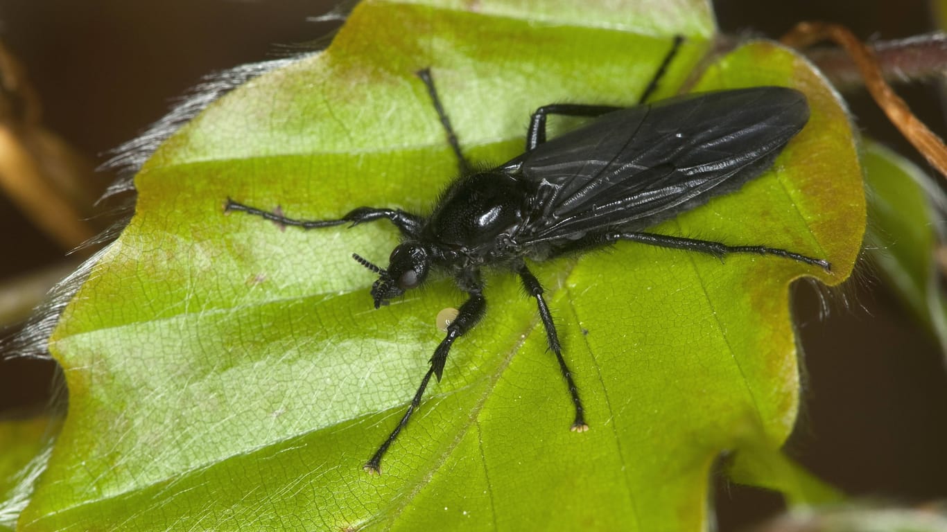 Eine Haarmücke (hier die so genannte Markusfliege) sitzt auf einem Blatt (Symbolbild): Die Insekten schlüpfen im Frühling.
