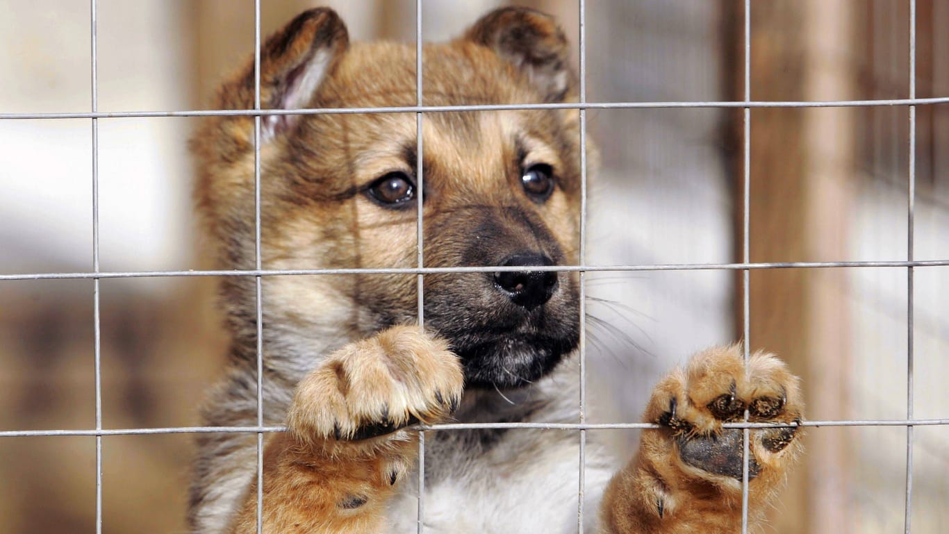 Ein Hund schaut durch ein Gitter (Symbolfoto): Das Schicksal des Tieres blieb ungeklärt.