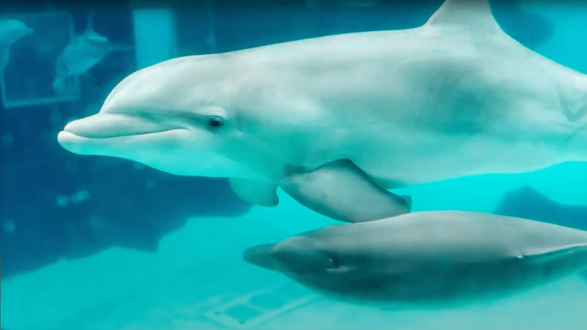 Domingo mit einem weiteren Delfin beim Schwimmen: Das knapp neun Monate alte Jungtier ist offenbar an den Folgen einer Schädelfraktur gestorben.