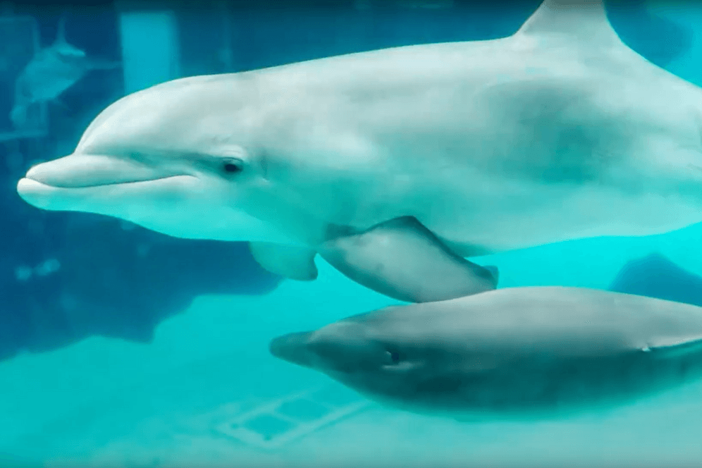Domingo mit einem weiteren Delfin beim Schwimmen: Das knapp neun Monate alte Jungtier ist offenbar an den Folgen einer Schädelfraktur gestorben.