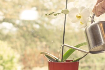 Wasser mit Kohlensäure ist durch seine Mineralsalze für Orchideen nicht geeignet.