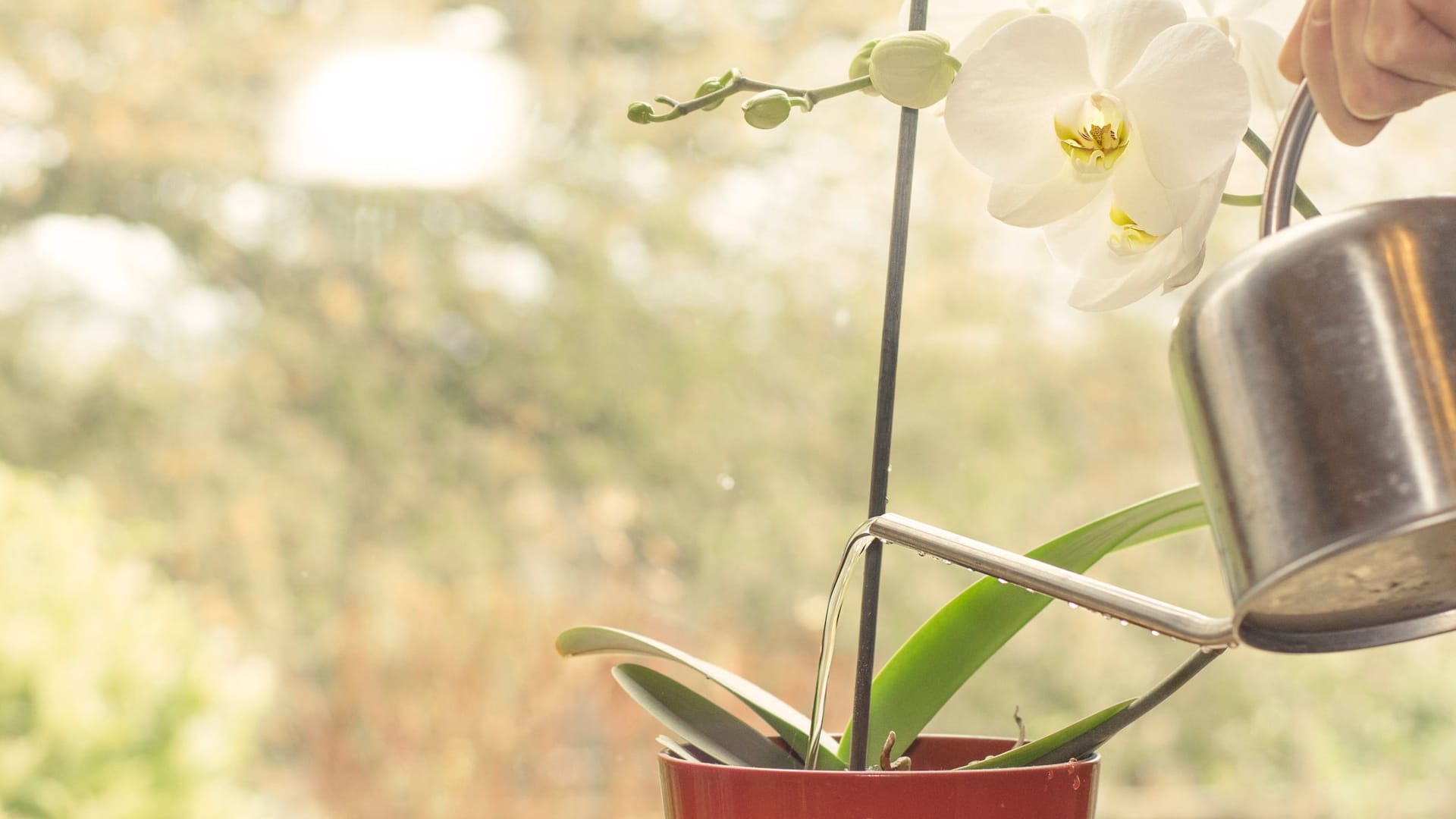 Wasser mit Kohlensäure ist durch seine Mineralsalze für Orchideen nicht geeignet.