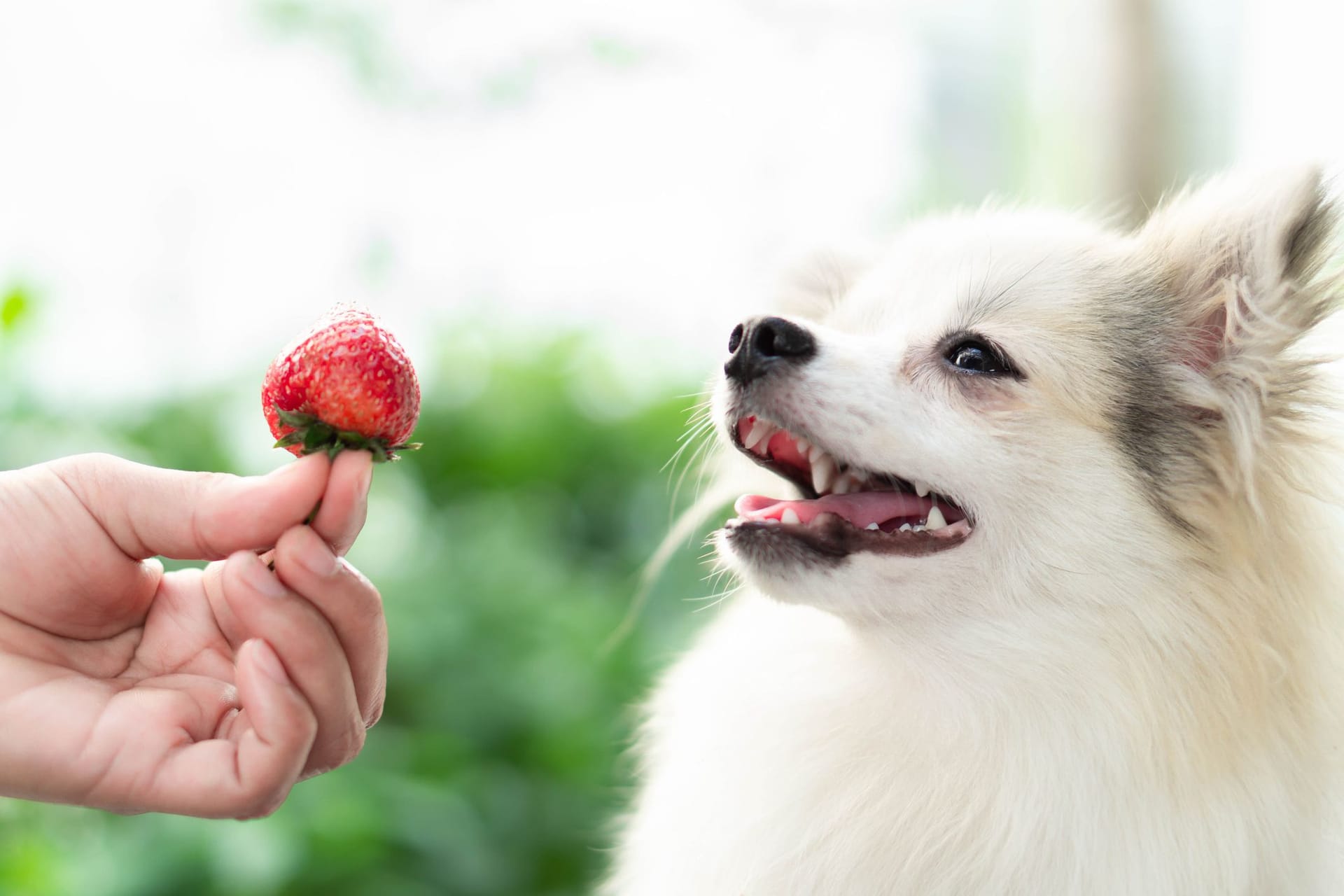 Hunde und Erdbeeren: Die Früchte sind gesund für die Tiere.