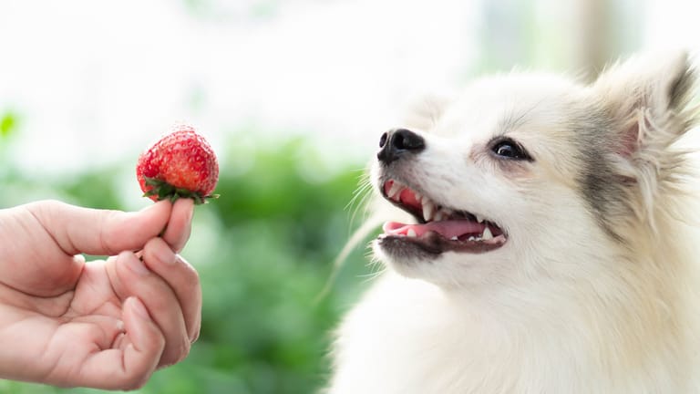 Hunde und Erdbeeren: Die Früchte sind gesund für die Tiere.