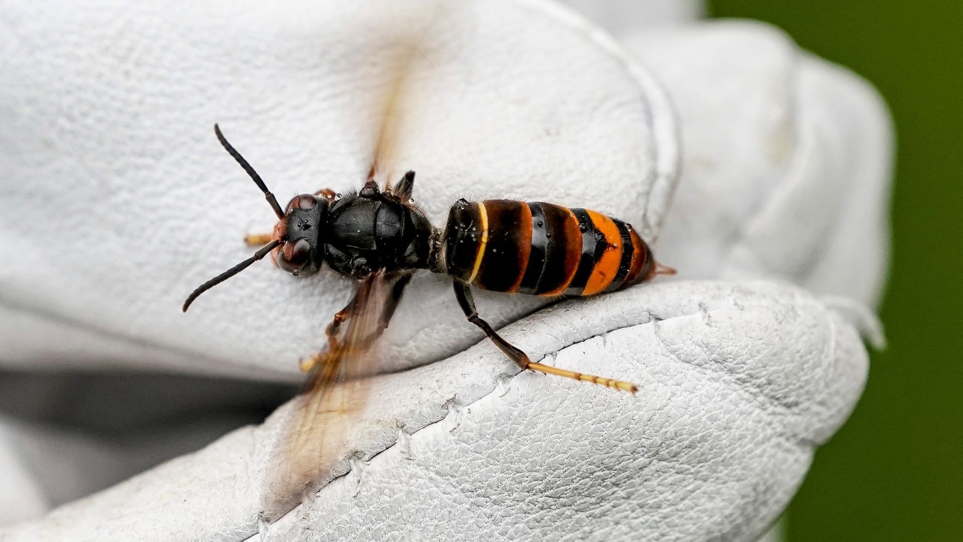 Eine Asiatische Hornisse (Vespa velutina nigrithorax) wird von einem Biologen gehalten: Asiatische Hornissen machen den Imkern in Deutschland Sorgen.