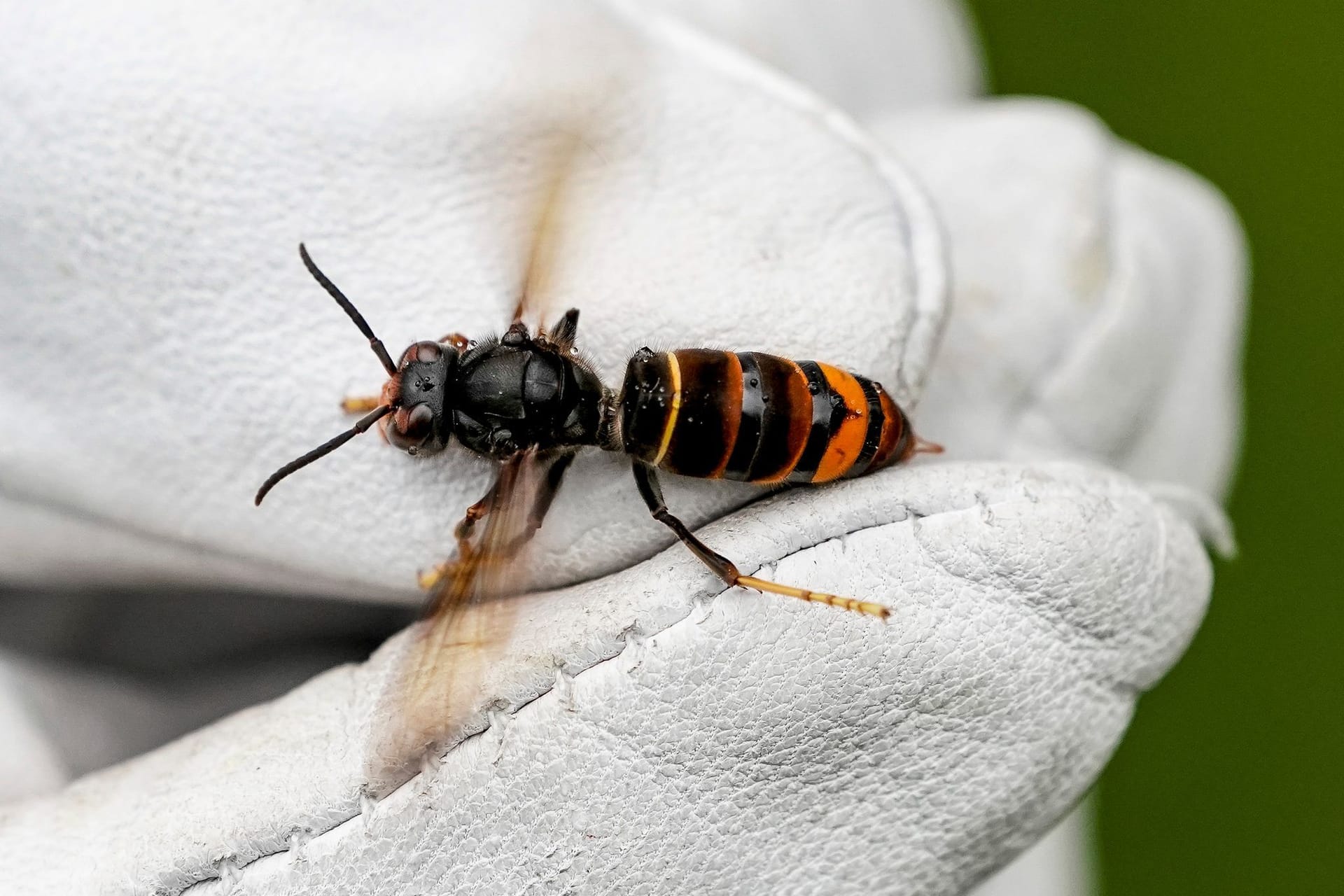 Eine Asiatische Hornisse (Vespa velutina nigrithorax) wird von einem Biologen gehalten: Asiatische Hornissen machen den Imkern in Deutschland Sorgen.