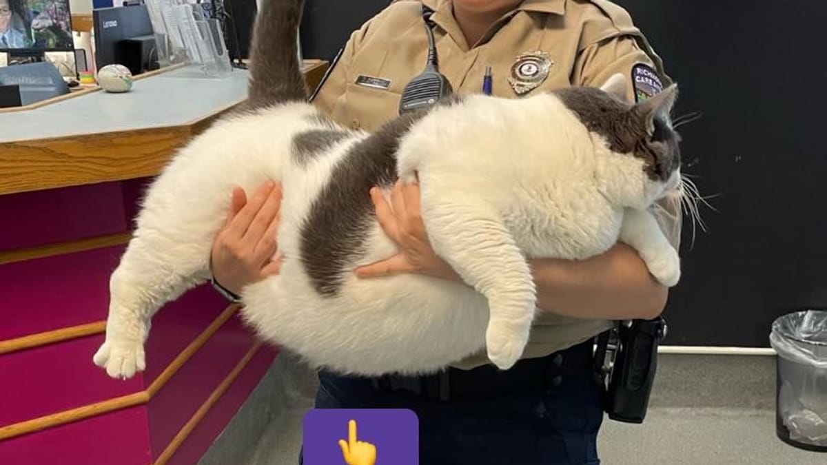 USA Angeblich fetteste Katze der Welt "Patches" macht jetzt Diät