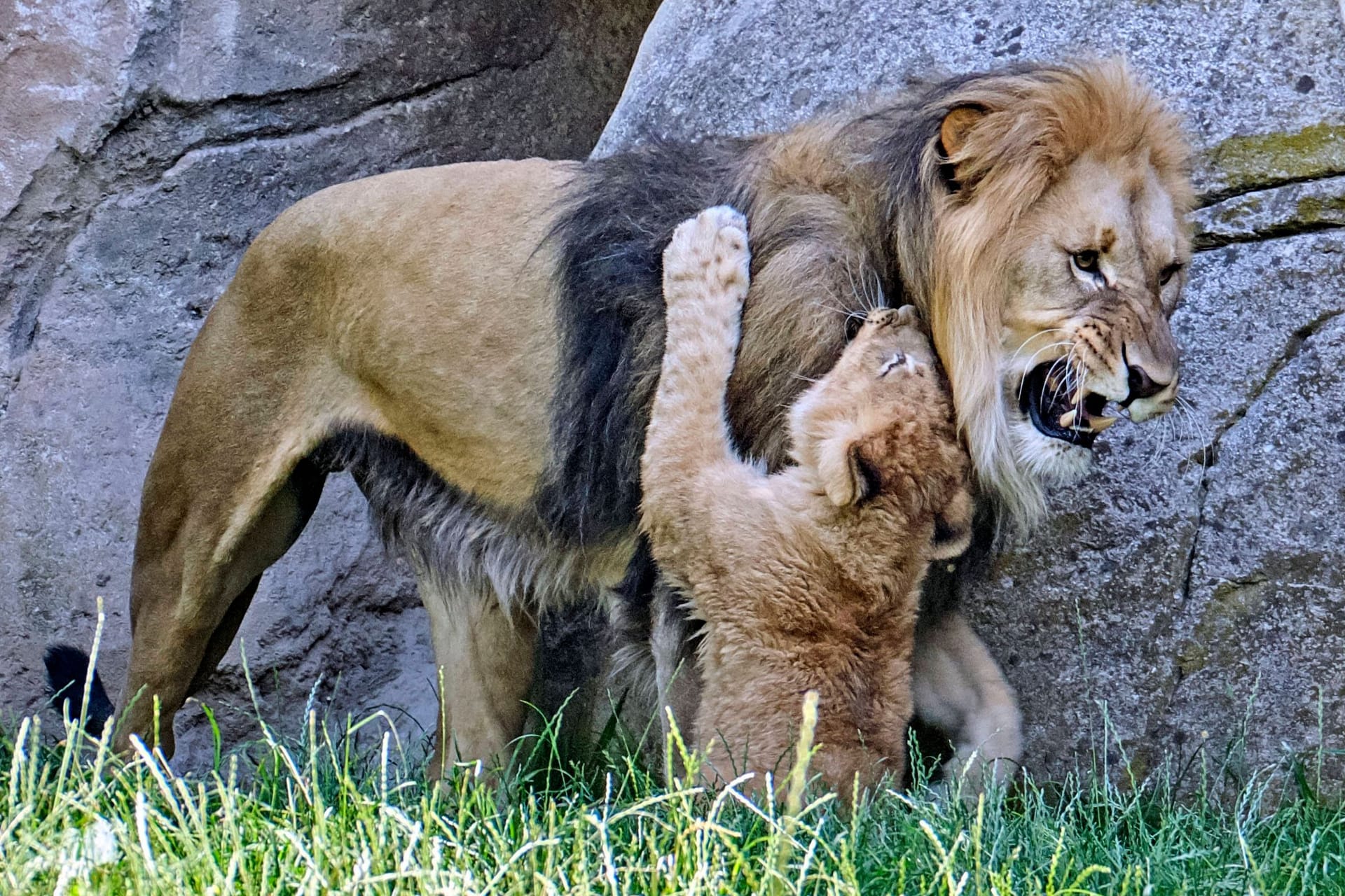 Löwen im Zoo Leipzig (Archivbild): Rund um die Raubtiere gab es Auseinandersetzungen.