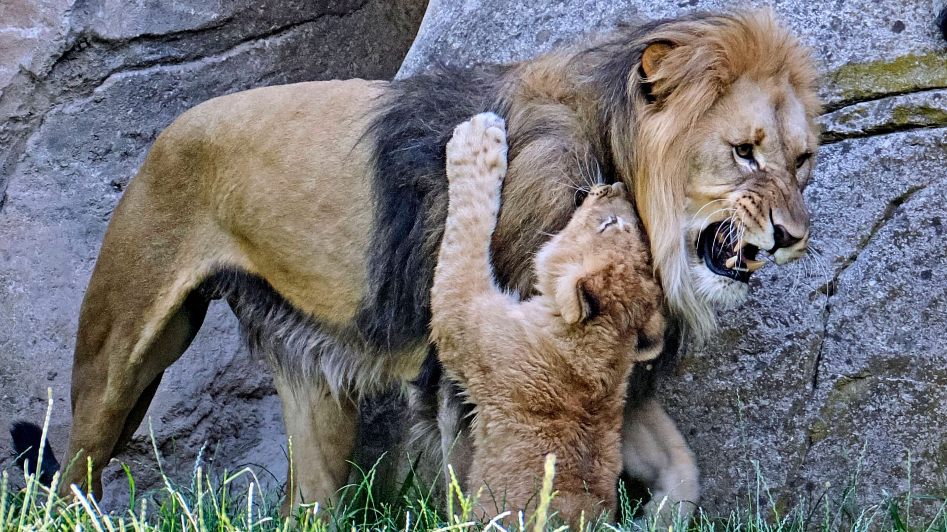 Löwen im Zoo Leipzig (Archivbild): Rund um die Raubtiere gab es Auseinandersetzungen.