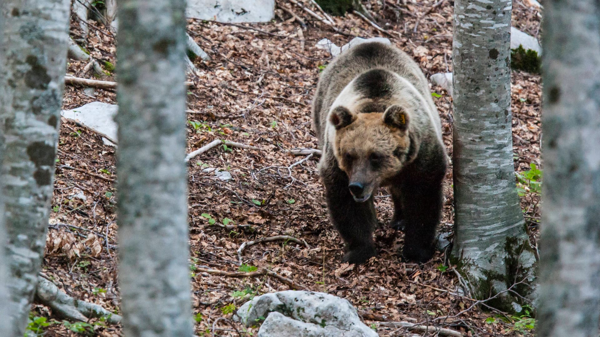 Bär im Wald (Symbolbild): Der nun tot aufgefundene Bär war in der Vergangenheit bereits negativ aufgefallen.