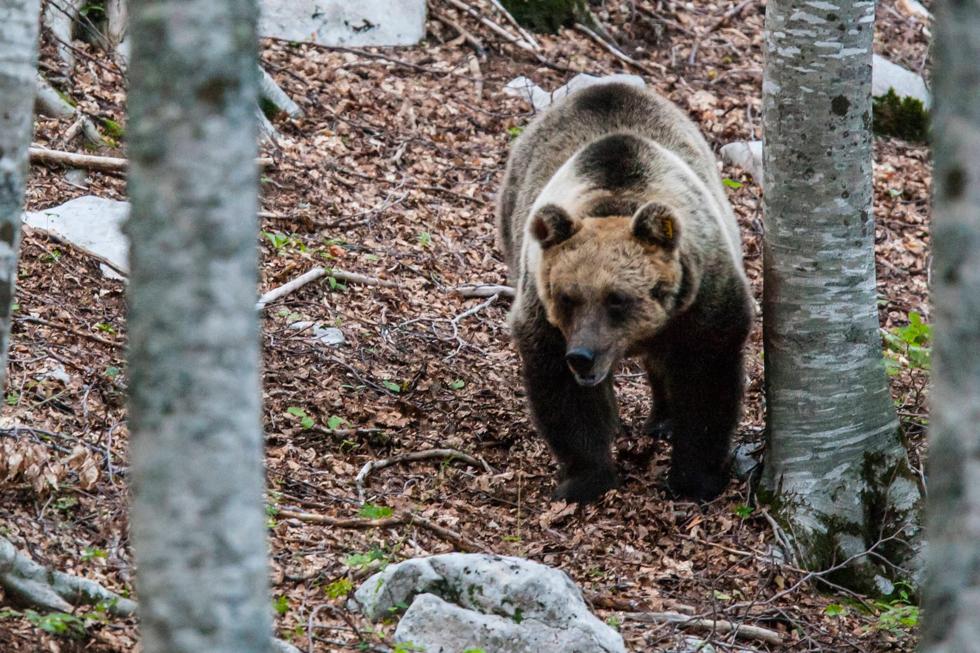 Bär im Wald (Symbolbild): Der nun tot aufgefundene Bär war in der Vergangenheit bereits negativ aufgefallen.