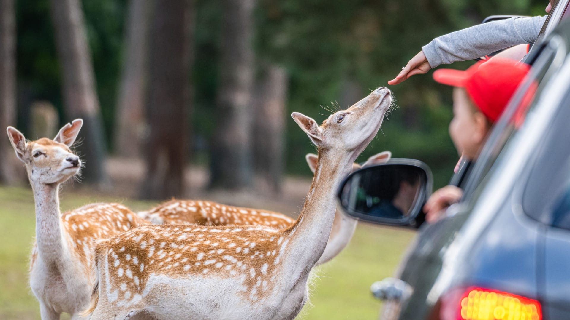 Bei den Damwildtieren im Serengeti-Park kann man während der Autofahrt durch den Park auch mal die Hand aus dem Fenster halten.