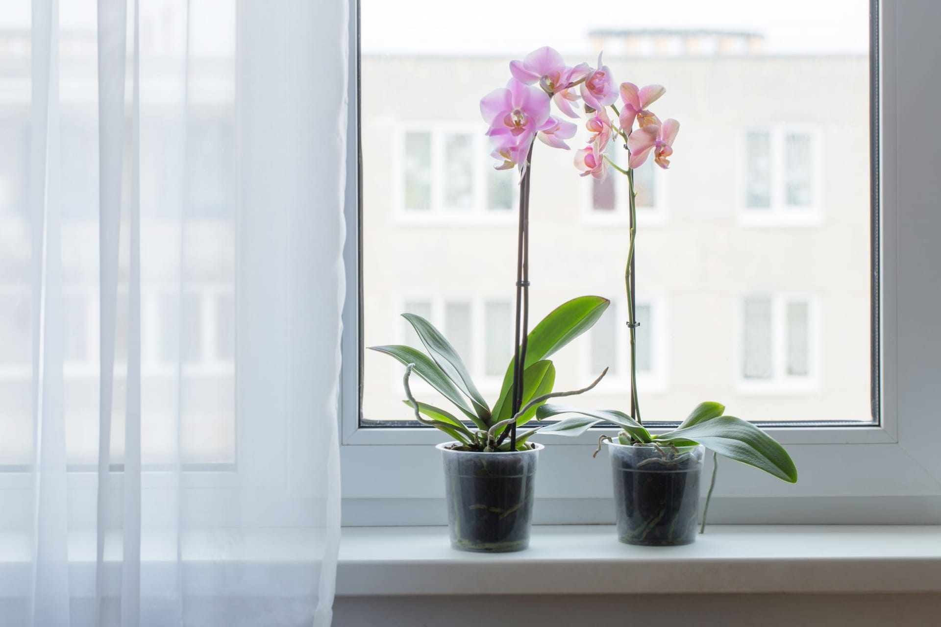 In der Nähe eines hellen Fensters, aber nicht in der direkten Sonne, leben Orchideen so richtig auf.