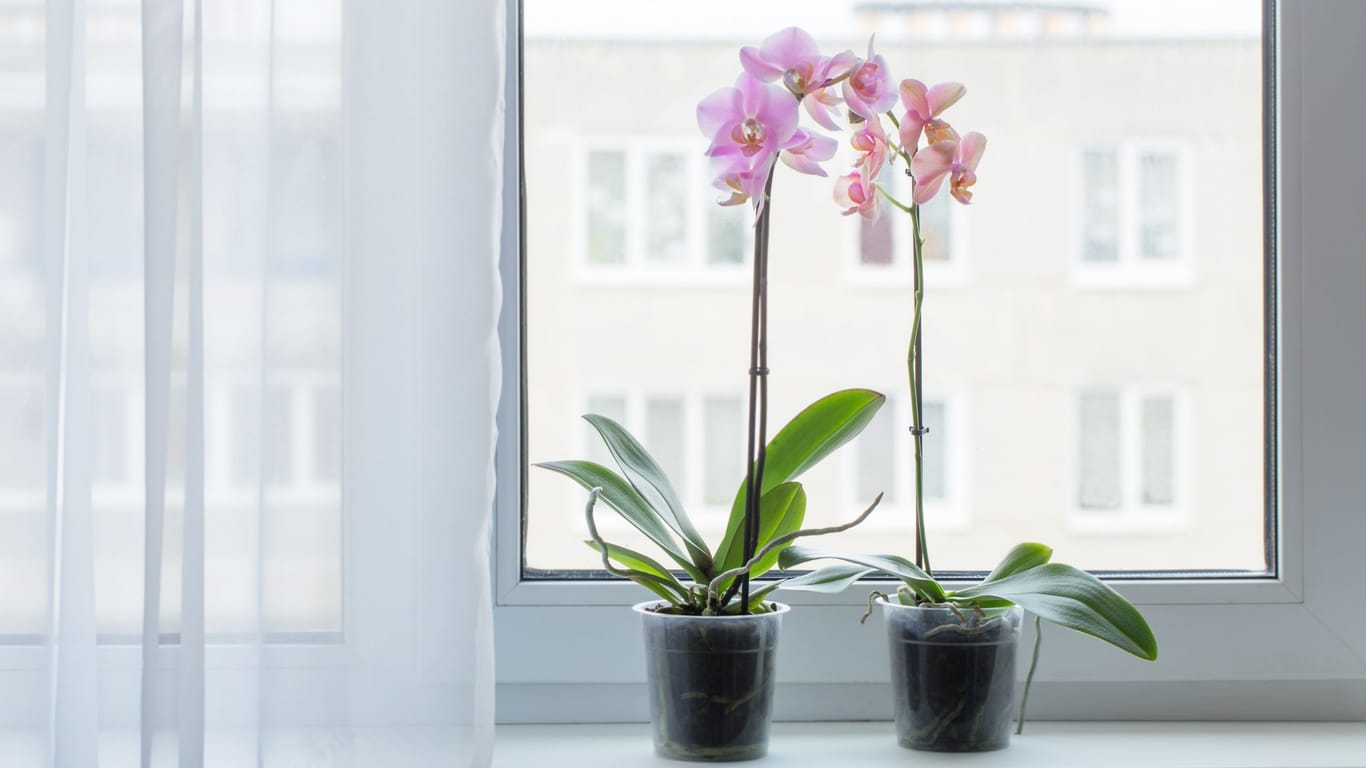 In der Nähe eines hellen Fensters, aber nicht in der direkten Sonne, leben Orchideen so richtig auf.
