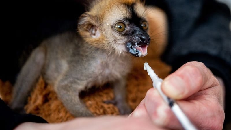 Tierpflegerin Marina Johannhardt füttert den jungen Rotstirnmaki "Floki" im Jaderpark mit Milch. Tierpflegerin Marina Johannhardt füttert den jungen Rotstirnmaki "Floki" im Jaderpark mit Milch.