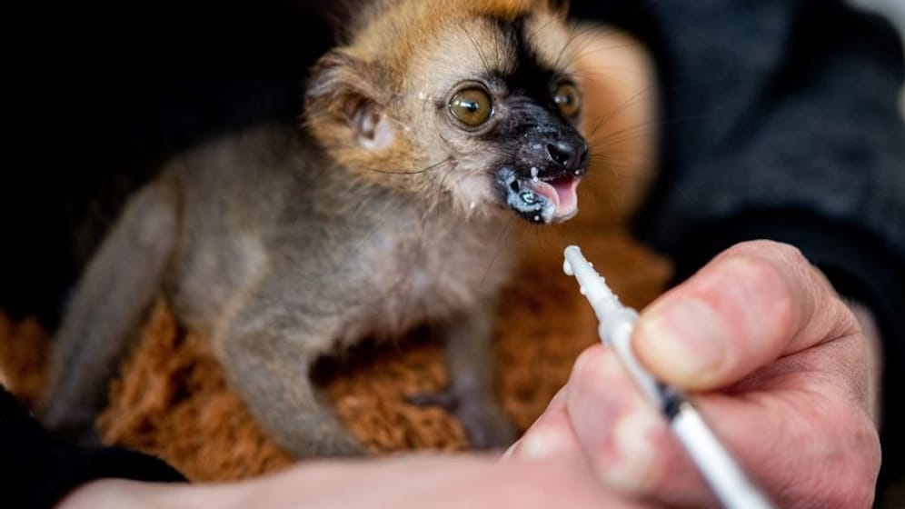 Tierpflegerin Marina Johannhardt füttert den jungen Rotstirnmaki "Floki" im Jaderpark mit Milch.