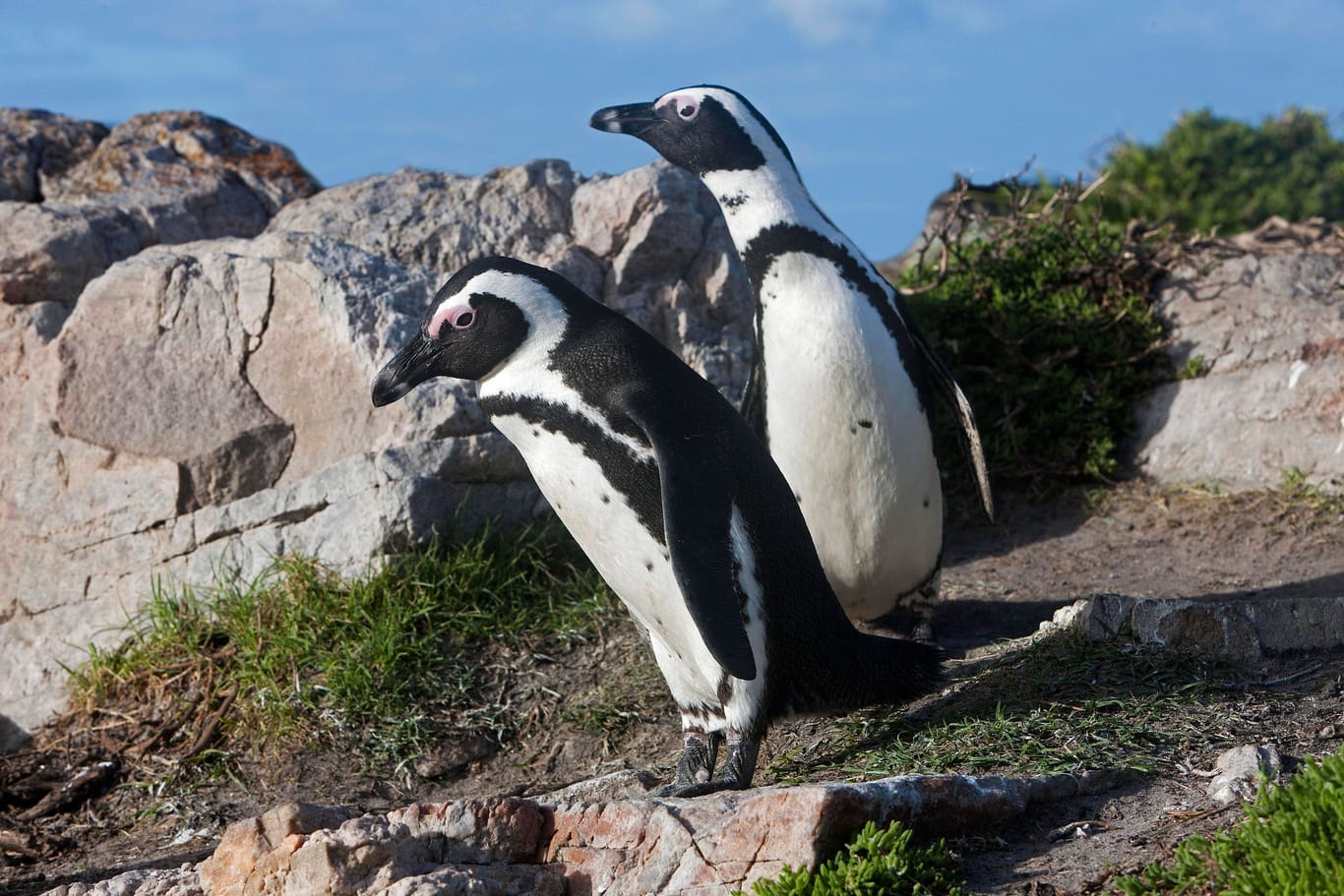 Eselspinguin oder Brillenpinguin (spheniscus demersus): Der Pinguin, der vor allem im Süden Afrikas vorkommt, ist besonders bedroht.
