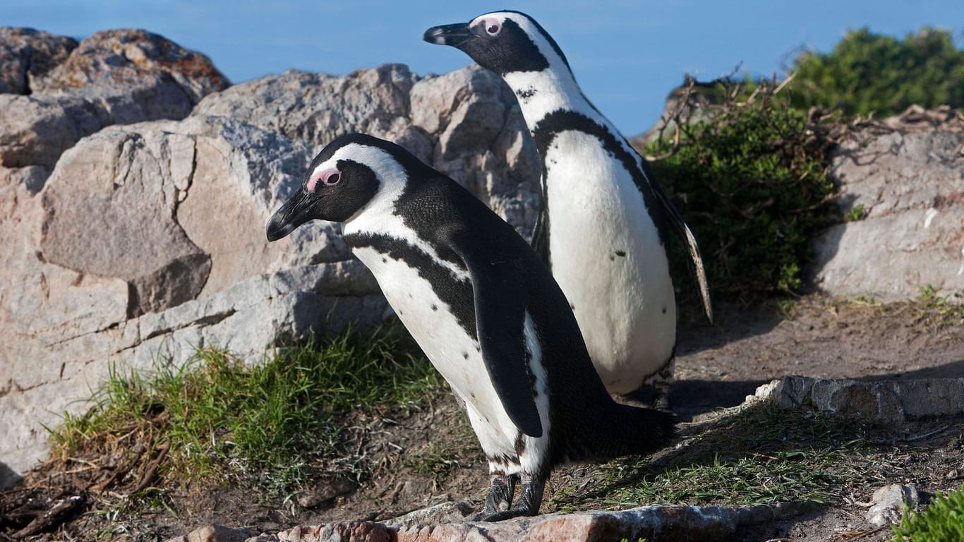 Eselspinguin oder Brillenpinguin (spheniscus demersus): Der Pinguin, der vor allem im Süden Afrikas vorkommt, ist besonders bedroht.