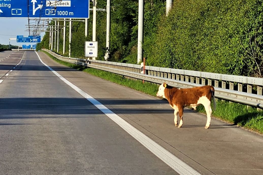 Ein Kalb auf der Autobahn: Die Polizei sperrte kurzerhand die Autobahn.