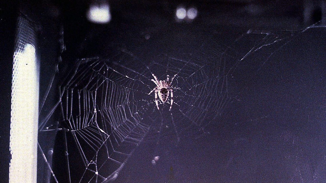 Spinnen im All: Mit Arabella und Anita lebten auch zwei Spinnen auf der Raumstation. Auf dem Bild zu sehen ist Arabella, wie sie nach mehreren erfolglosen Versuchen ein Spinnennetz in der Schwerelosigkeit webt.