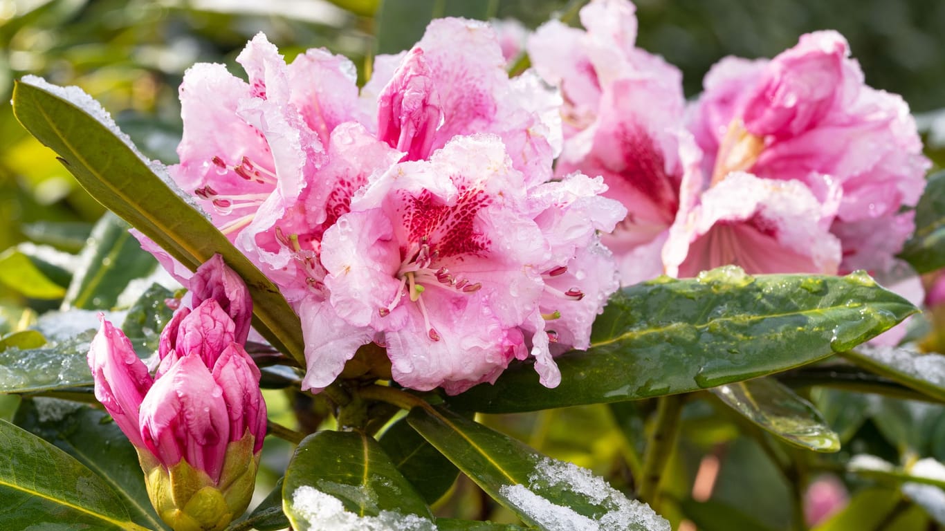 Frost macht einem Rhododendron in der Regel nichts aus.