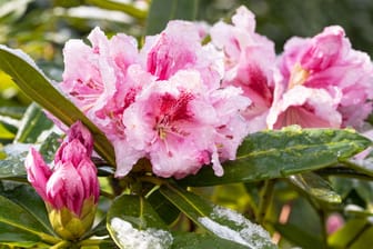 Frost macht einem Rhododendron in der Regel nichts aus.