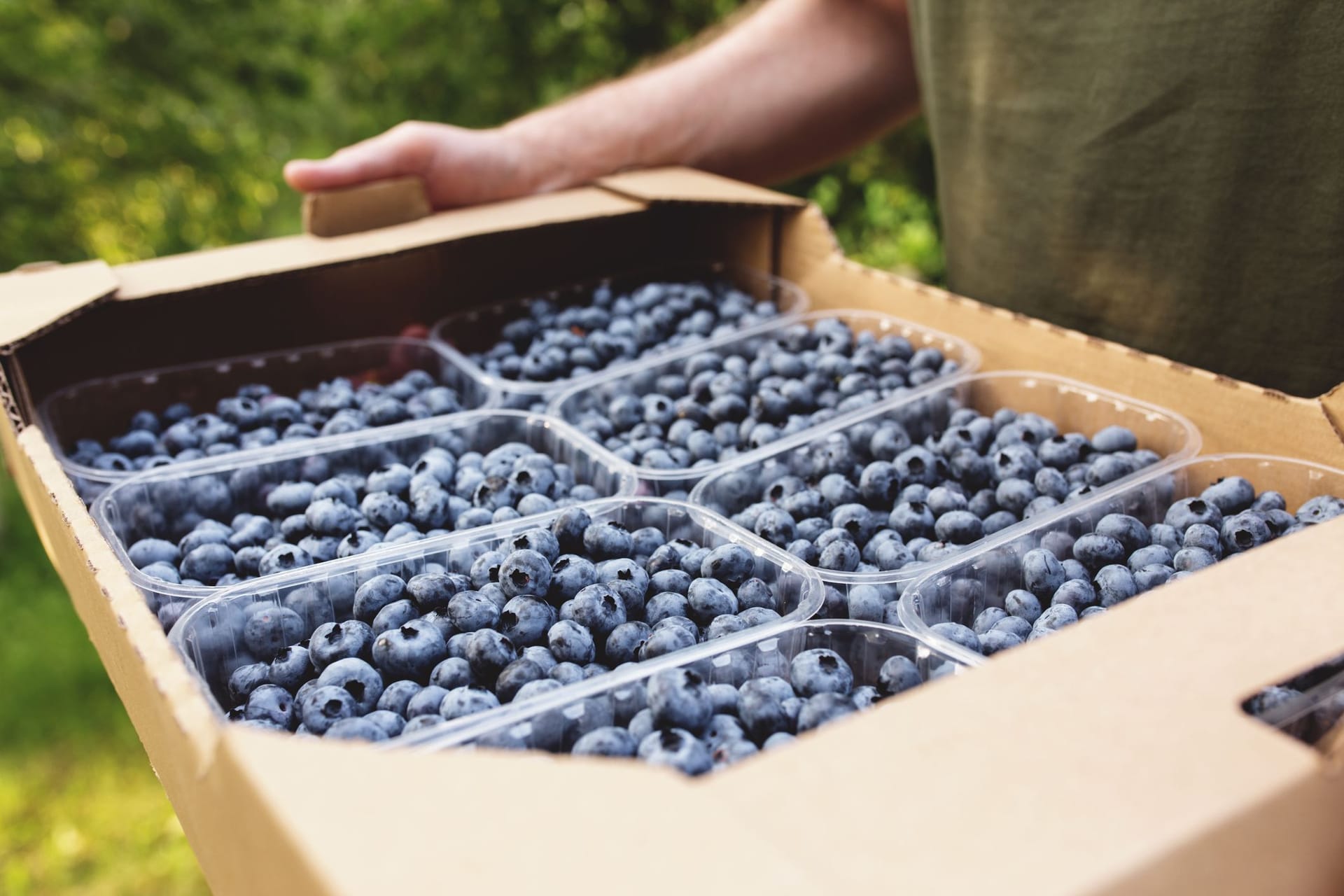 Frische Heidelbeeren aus biologischem Anbau und der Region sind gesundheitlich besonders vorteilhaft.