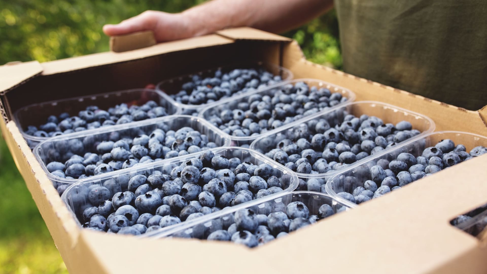 Frische Heidelbeeren aus biologischem Anbau und der Region sind gesundheitlich besonders vorteilhaft.