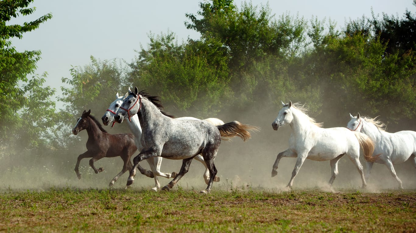 In Kroatien wird eine der ältesten Pferderassen Europas gezüchtet: die Lipizzaner.